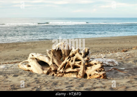 Treibholz am Hokitika Strand an der Westküste der Südinsel, Neuseeland Stockfoto