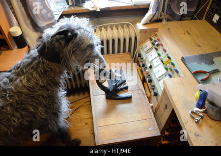 Scottish Deerhound wirft einen Blick in ein Mikroskop im Labor. Stockfoto