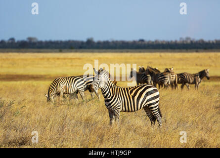 Zebra. Tsavo East Nationalpark, Kenia Stockfoto