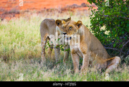 Löwinnen liegen unter einem Baum im Tsavo East Nationalpark, Kenia Stockfoto