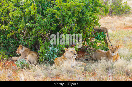 Löwinnen liegen unter einem Baum im Tsavo East Nationalpark, Kenia Stockfoto