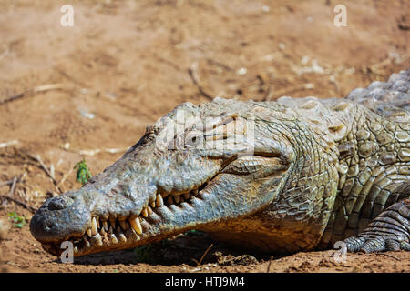 Krokodil im Tsavo East National Park. Kenia. Stockfoto