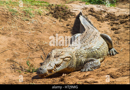 Krokodil im Tsavo East National Park. Kenia. Stockfoto