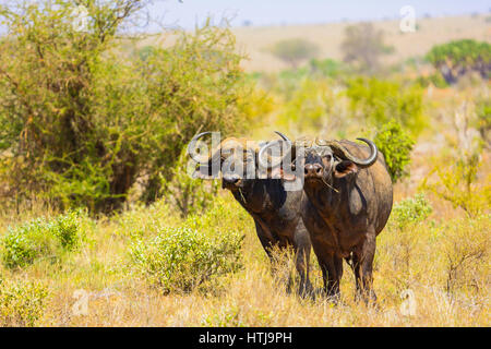 Cape Buffaloe im Tsavo East National Park in Kenia. Stockfoto