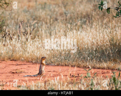 Ziesel. Tsavo East National Park. Kenia Stockfoto