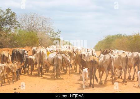 Herde von Kühen, die Straße zu blockieren. Malindi, Kenia. Stockfoto