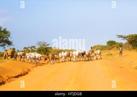 Kuhherde über Straße vor ein Auto. Malindi, Kenia. Stockfoto