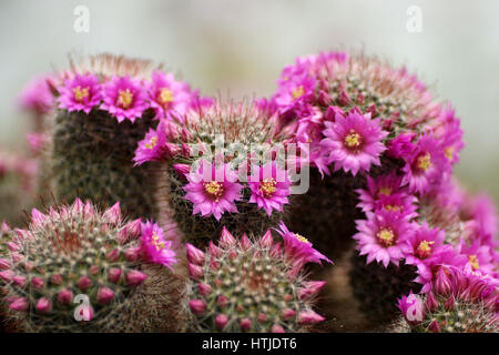 Mammillaria bombycina Stockfoto