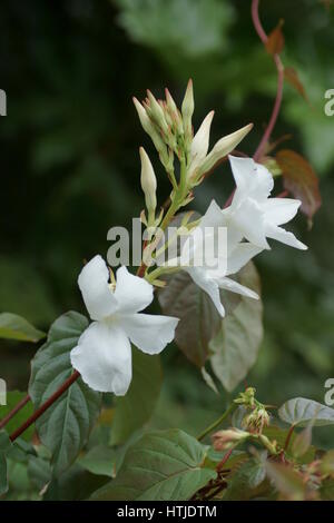 Mandevilla laxa Stockfoto