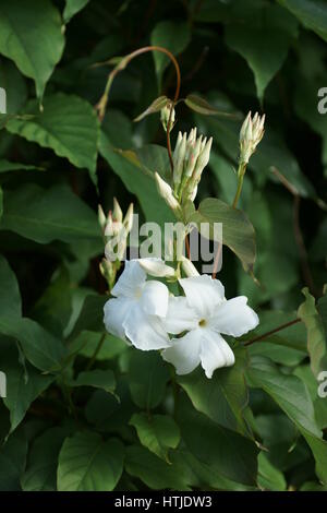 Mandevilla laxa Stockfoto