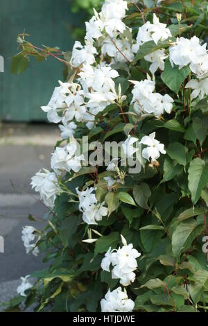 Mandevilla laxa Stockfoto