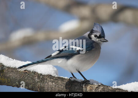 Blue Jay Stockfoto