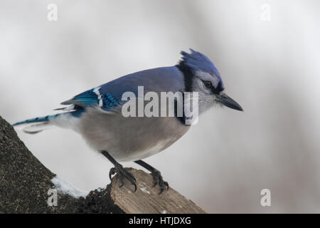 Blue Jay Stockfoto