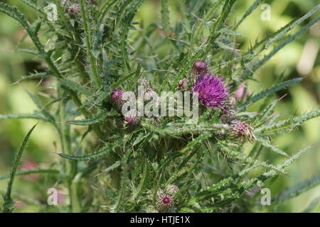 Cirsium palustre Stockfoto