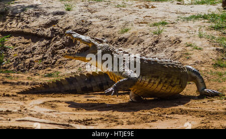 Krokodil im Tsavo East National Park. Kenia. Stockfoto