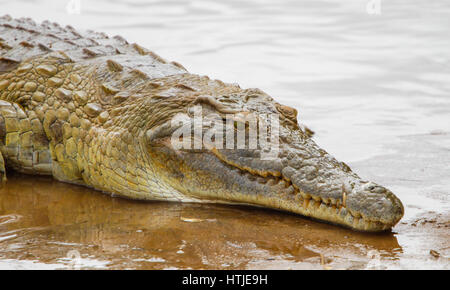 Krokodil im Tsavo East National Park. Kenia. Stockfoto