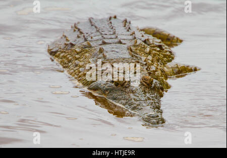 Krokodil im Tsavo East National Park. Kenia. Stockfoto