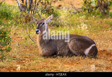 Weiblicher Wasserbock (Kobus Ellipsiprymnus). Tsavo East Nationalpark, Kenia. Stockfoto