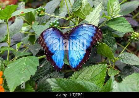 Der blaue Morpho (Morpho Peleides Limpida), Schmetterlinge in Gefangenschaft im Cataratas De La Paz thematische Park in Costa Rica Stockfoto