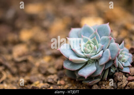 Eine Echeveria Glauca Kaktus auf dem schmutzigen Boden Stockfoto