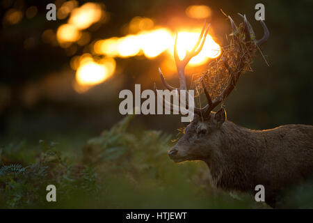 Rotwild-Hirsch von der Morgensonne, Bushy Park beleuchtet Stockfoto