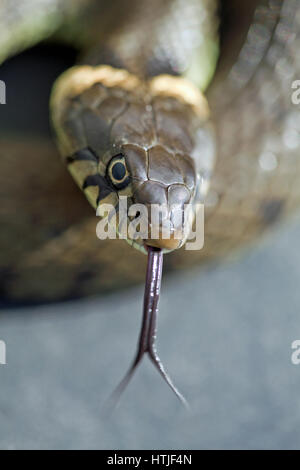 Ringelnatter (Natrix Natrix Helvetica). Erwachsenes Weibchen. Zeigt erweiterte Zunge sensing unmittelbaren Umgebung. Stockfoto