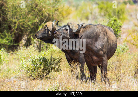 Cape Buffaloe im Tsavo East National Park in Kenia. Stockfoto