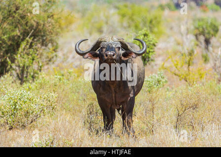 Cape Buffaloe im Tsavo East National Park in Kenia. Stockfoto