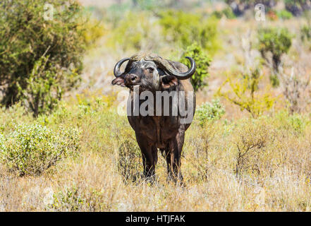 Cape Buffaloe im Tsavo East National Park in Kenia. Stockfoto