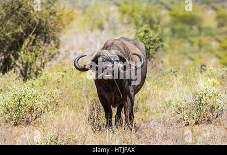 Cape Buffaloe im Tsavo East National Park in Kenia. Stockfoto