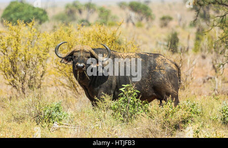 Cape Buffaloe im Tsavo East National Park in Kenia. Stockfoto