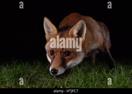 Fox für Lebensmittel in einem London-Garten in der Nacht schlich Stockfoto