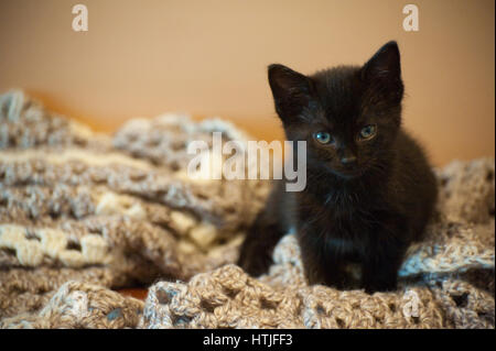 Schwarzes Kätzchen auf einer Decke Stockfoto