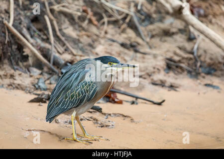 Gekerbten Heron zu Fuß am Ufer des Flusses Cuiaba, auf der Suche nach Nahrung, im Großraum Pantanal Mato Grosso Zustand, Brasilien, Südamerika Stockfoto
