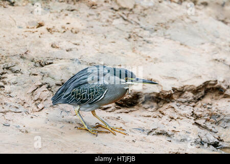 Gekerbten Heron zu Fuß am Ufer des Flusses Cuiaba, auf der Suche nach Nahrung, im Großraum Pantanal Mato Grosso Zustand, Brasilien, Südamerika Stockfoto
