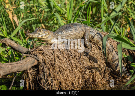 Yacare Caiman sonnen sich auf einen umgestürzten Baum im Fluss Cuiaba Pantanal-Region, Bundesstaat Mato Grosso, Brasilien, Südamerika Stockfoto