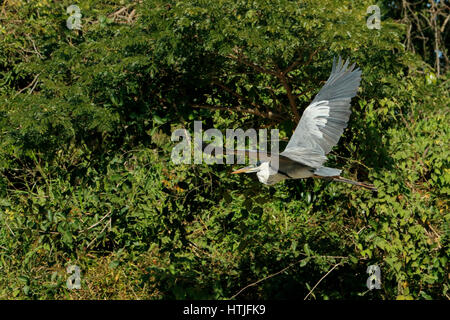 Cocoi Heron im Flug entlang des Flusses Cuiaba im Großraum Pantanal Mato Grosso Zustand, Brasilien, Südamerika Stockfoto