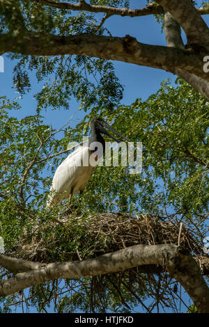 Jabiru stehen in seinem großen Nest entlang des Flusses Cuiaba im Großraum Pantanal Mato Grosso Zustand, Brasilien, Südamerika Stockfoto