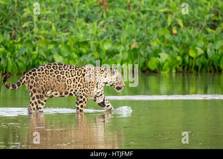 Jaguar im seichten Wasser waten, wie er zwischen den Sandbänken am Fluss Cuiaba Pantanal-Region, Staat Mato Grosso, Brasilien, Südamerika durchquert.  Com Stockfoto