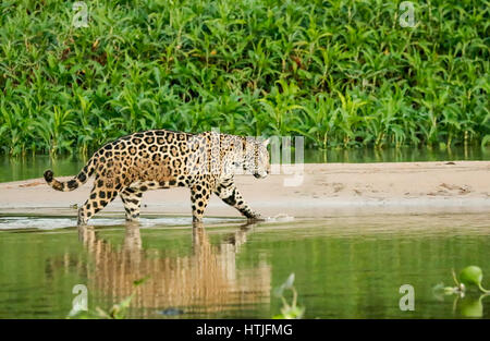 Jaguar im seichten Wasser waten, wie er zwischen den Sandbänken am Fluss Cuiaba Pantanal-Region, Staat Mato Grosso, Brasilien, Südamerika durchquert.  Com Stockfoto