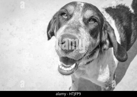 Blauer Haken hound Portrait Stockfoto