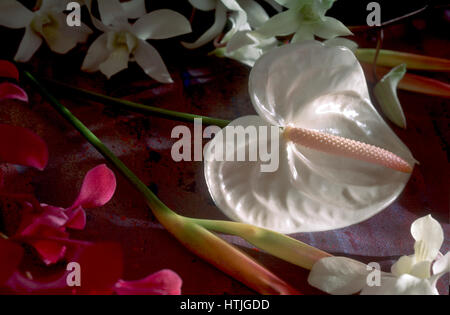 Anthurium Blumen mit anderen Blumen Stockfoto