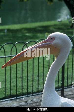 Pelikan im St. James Park Stockfoto