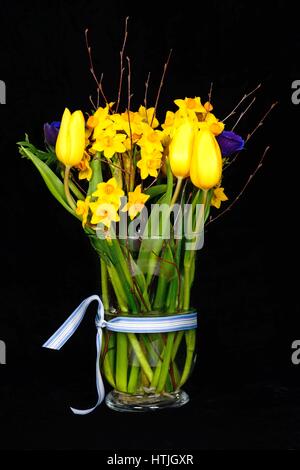 Blumenstrauß mit gelben Tulpen und Narzissen vor einem schwarzen Hintergrund, UK. Stockfoto
