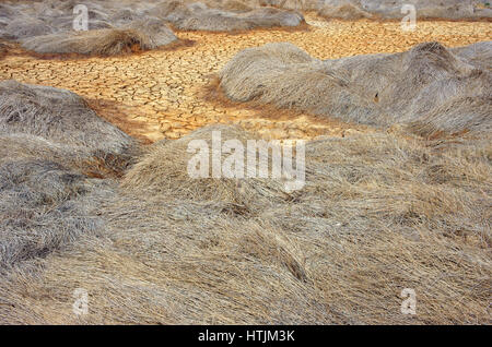 Heu auf Dürre Land, erstaunliche trockene, rissige Erde, Klima Änderung Landwirtschaft Plantage Reduct, Erwärmung ist globales Problem durch Treibhauseffekt Stockfoto