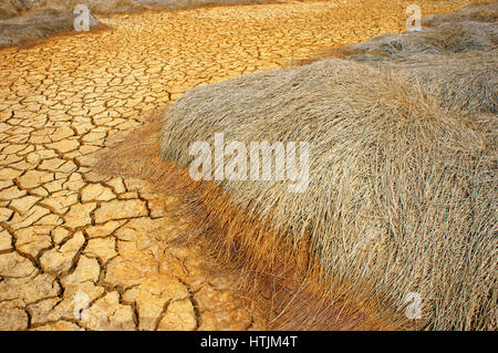 Heu auf Dürre Land, erstaunliche trockene, rissige Erde, Klima Änderung Landwirtschaft Plantage Reduct, Erwärmung ist globales Problem durch Treibhauseffekt Stockfoto