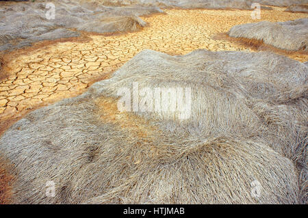 Heu auf Dürre Land, erstaunliche trockene, rissige Erde, Klima Änderung Landwirtschaft Plantage Reduct, Erwärmung ist globales Problem durch Treibhauseffekt Stockfoto