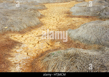 Heu auf Dürre Land, erstaunliche trockene, rissige Erde, Klima Änderung Landwirtschaft Plantage Reduct, Erwärmung ist globales Problem durch Treibhauseffekt Stockfoto