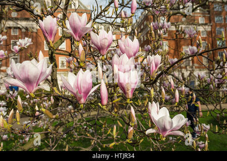 Frühlings-Magnolie in Tavistock Square, London, England, UK Stockfoto