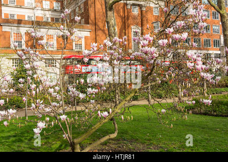 Frühlings-Magnolie in Tavistock Square, London, England, UK Stockfoto